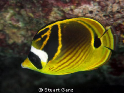 Raccoon Butterfly Fish by Stuart Ganz 